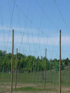 Photos by Pat Stinson