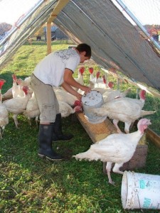 MikeHubbellTurkeyFeed2