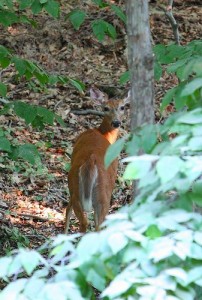 Deer-ManiacMoses-Flickr