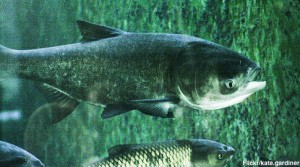 AsianCarp