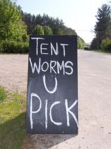 TentWormsUPick