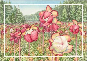 PitcherPlants240dpi-Hurlin