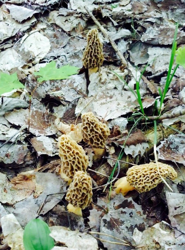 Tips for finding morel mushrooms Glen Arbor Sun
